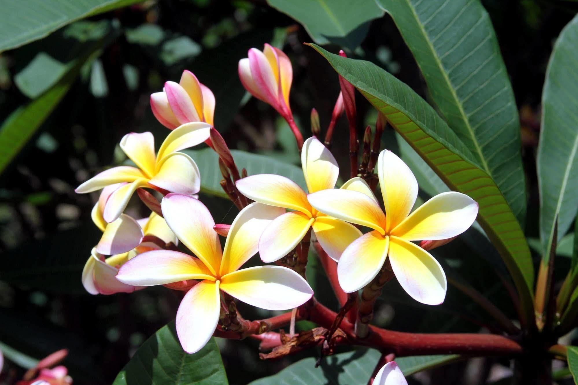 Phoenix Eumundi Bagian luar foto